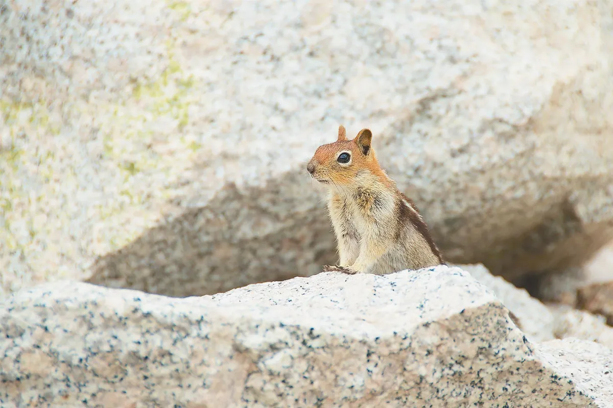 相遇．北美大地  花栗鼠  真實世界鼠來寶
