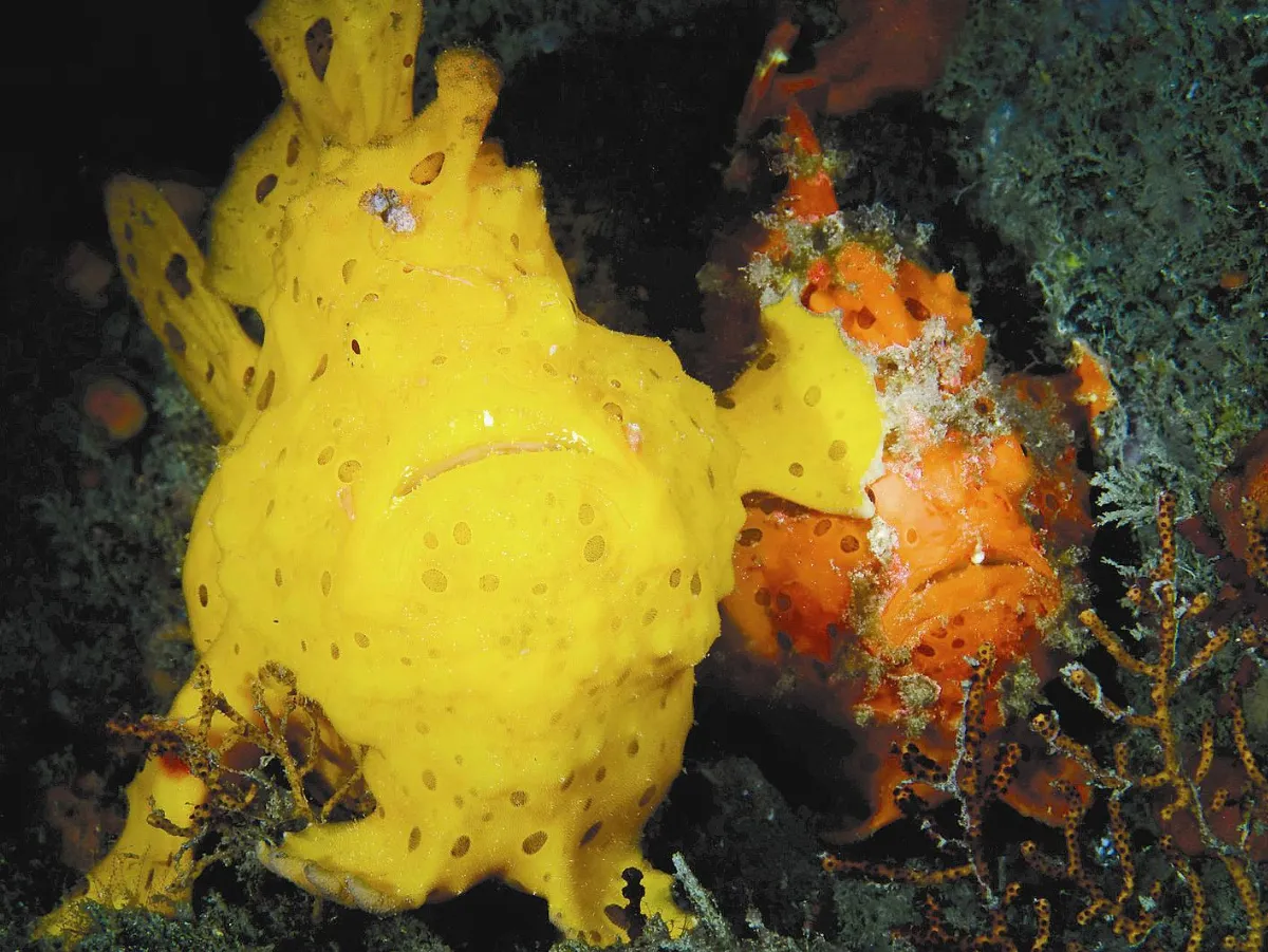 野生動物喜感照 呼喚保育意識