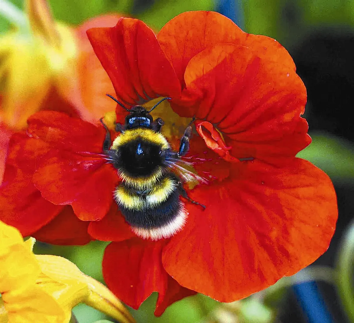 Five Busy Honey Bees