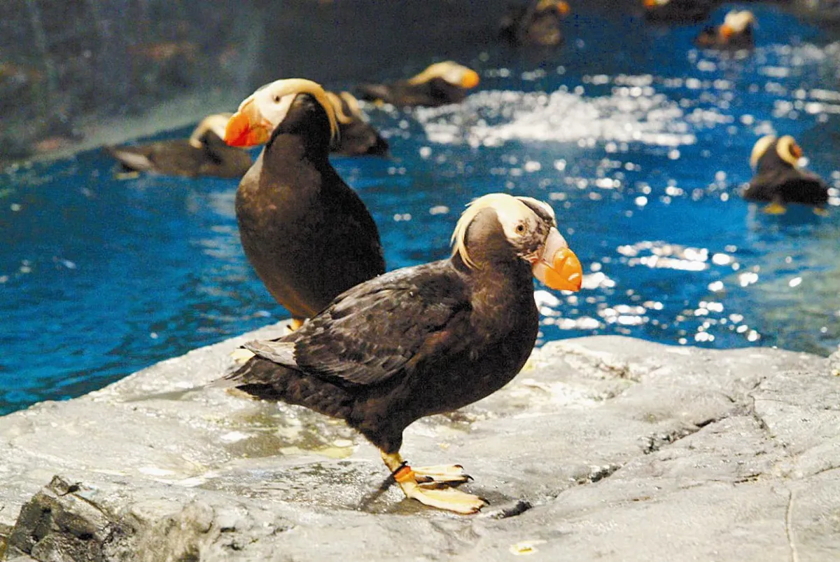 海鸚鵡寶寶 上課囉
