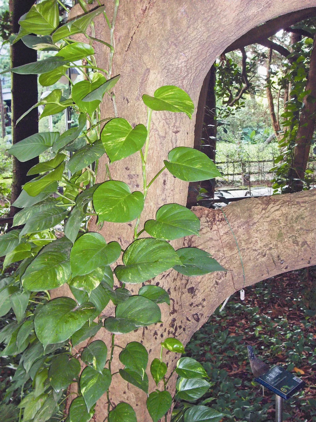 【城市綠地】 植物園的知性與感性