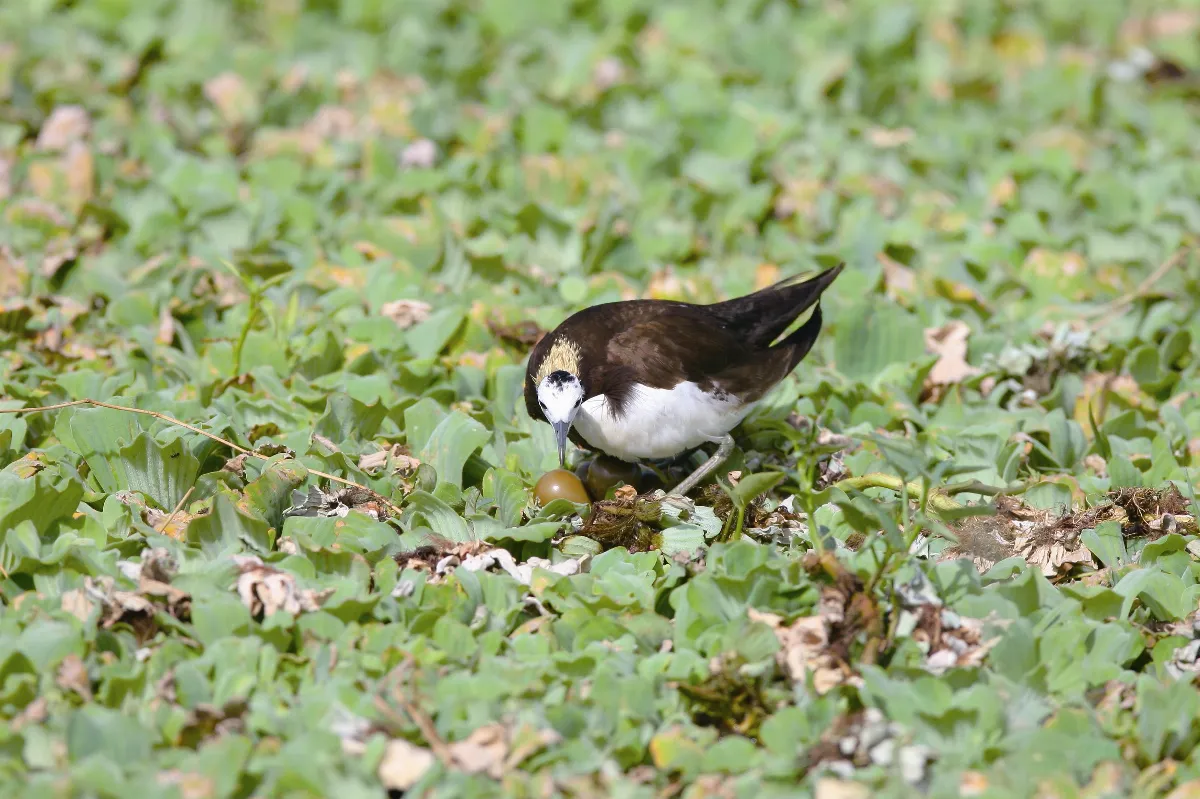 奇│妙│生│物 菱角鳥 水雉