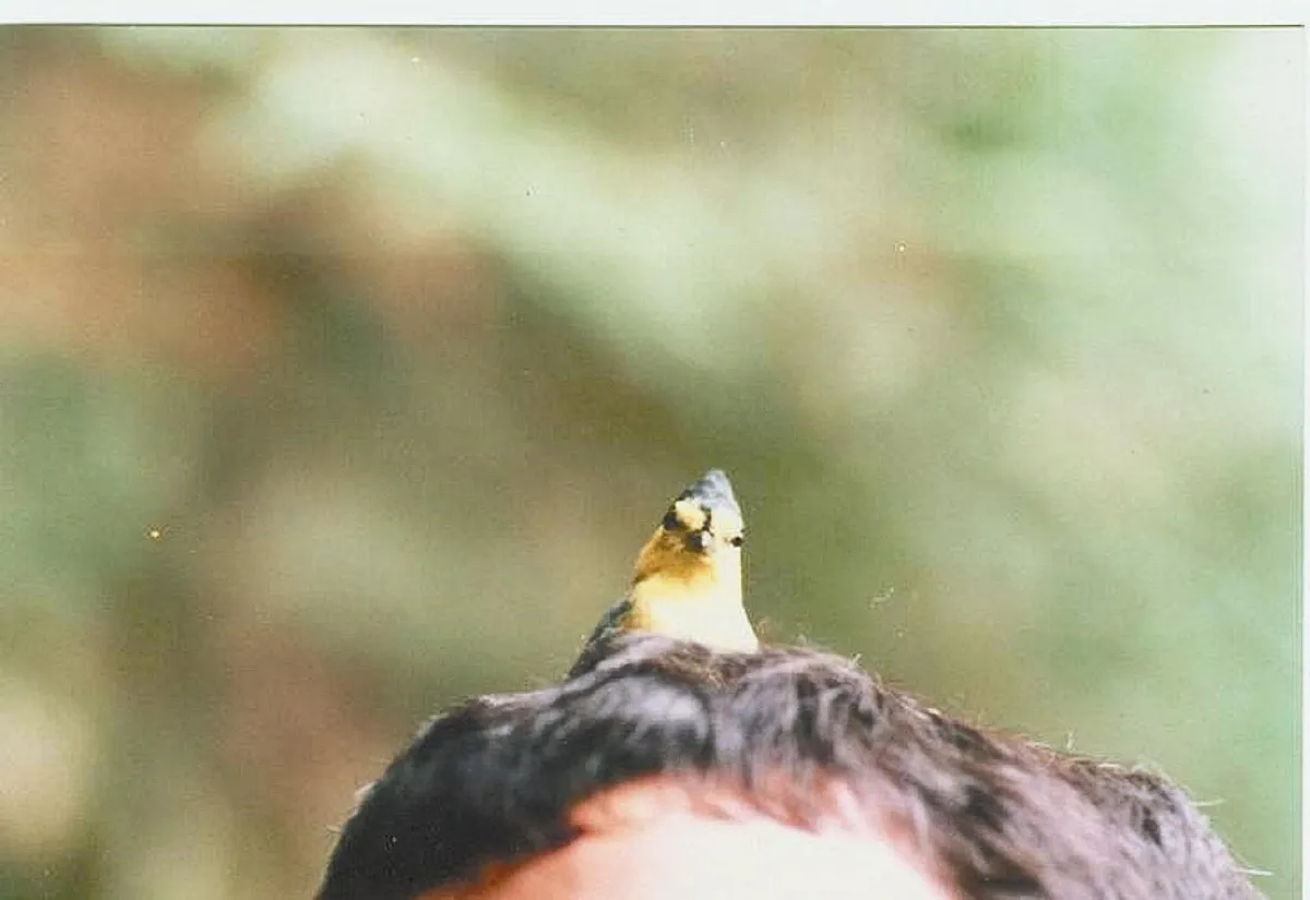 黃山雀尋巢材 拉他的頭髮