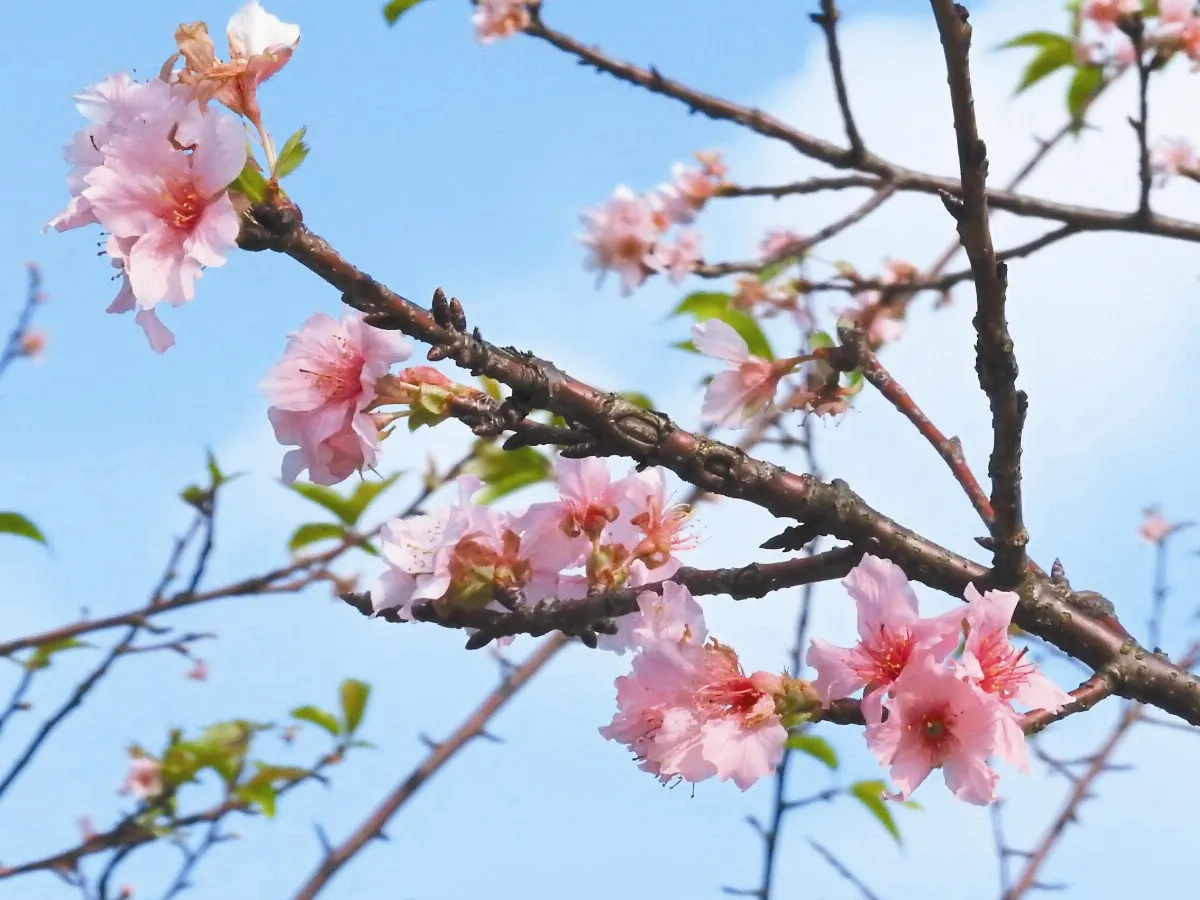 天氣亂了套 新店陽光運動公園 逾半河津櫻開花