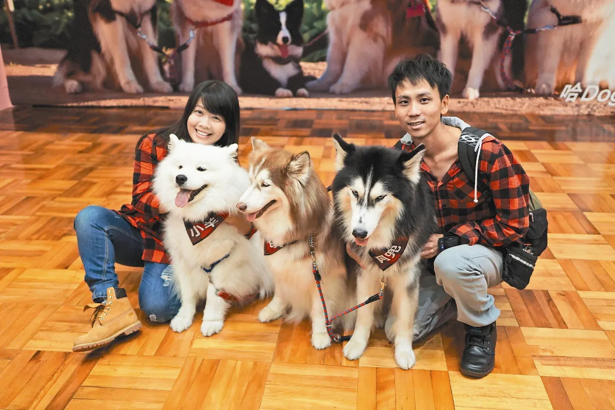 狼王子哈士奇 寵物展搶鏡