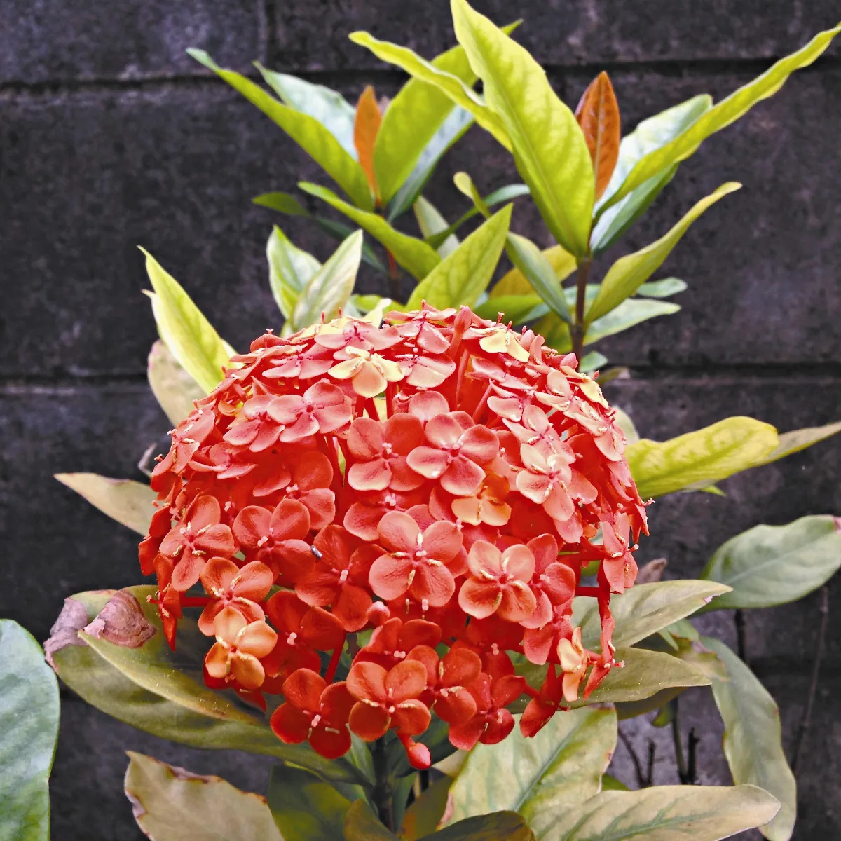 生命花園