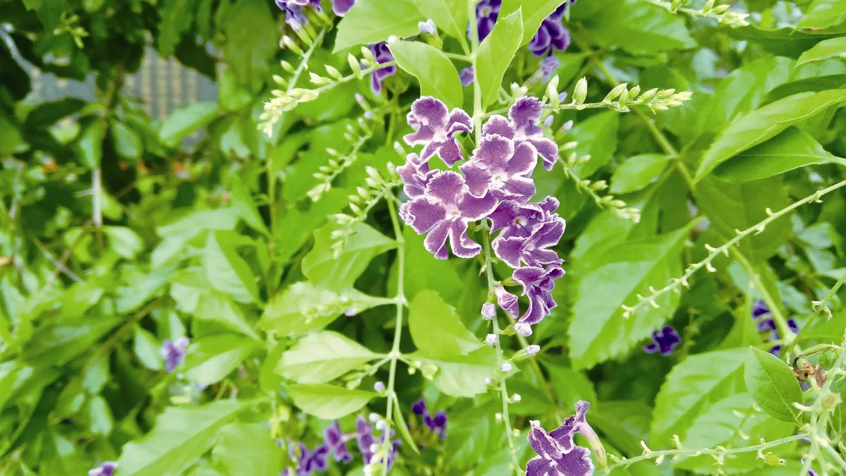 植物教室 色彩鮮豔 蕾絲加邊 蕾絲金露花