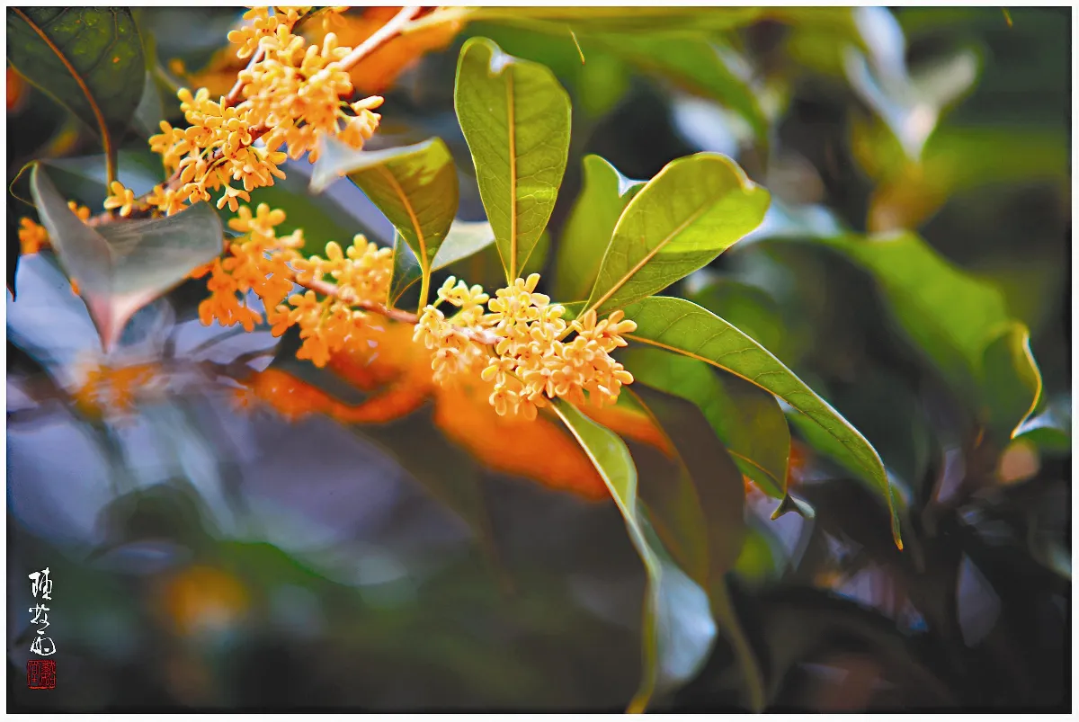 遊藝筆記  桂花人與花心各自香 (上)