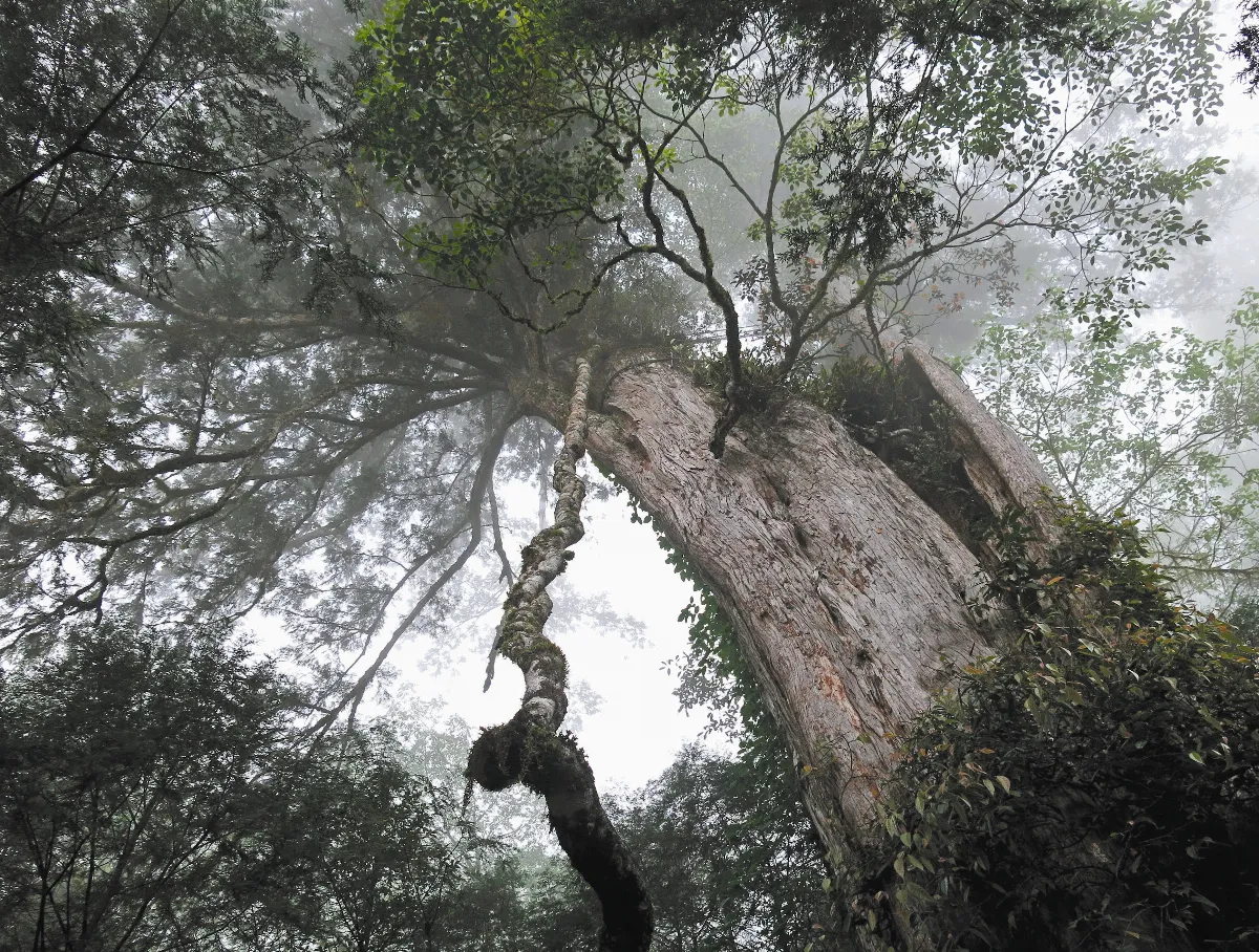 夜懸明鏡青天上  莊子的無用哲學