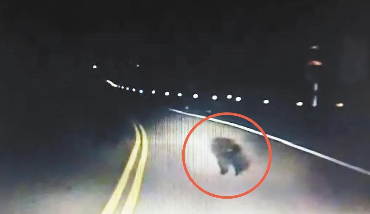 員警巡邏 巧遇台灣黑熊壓馬路