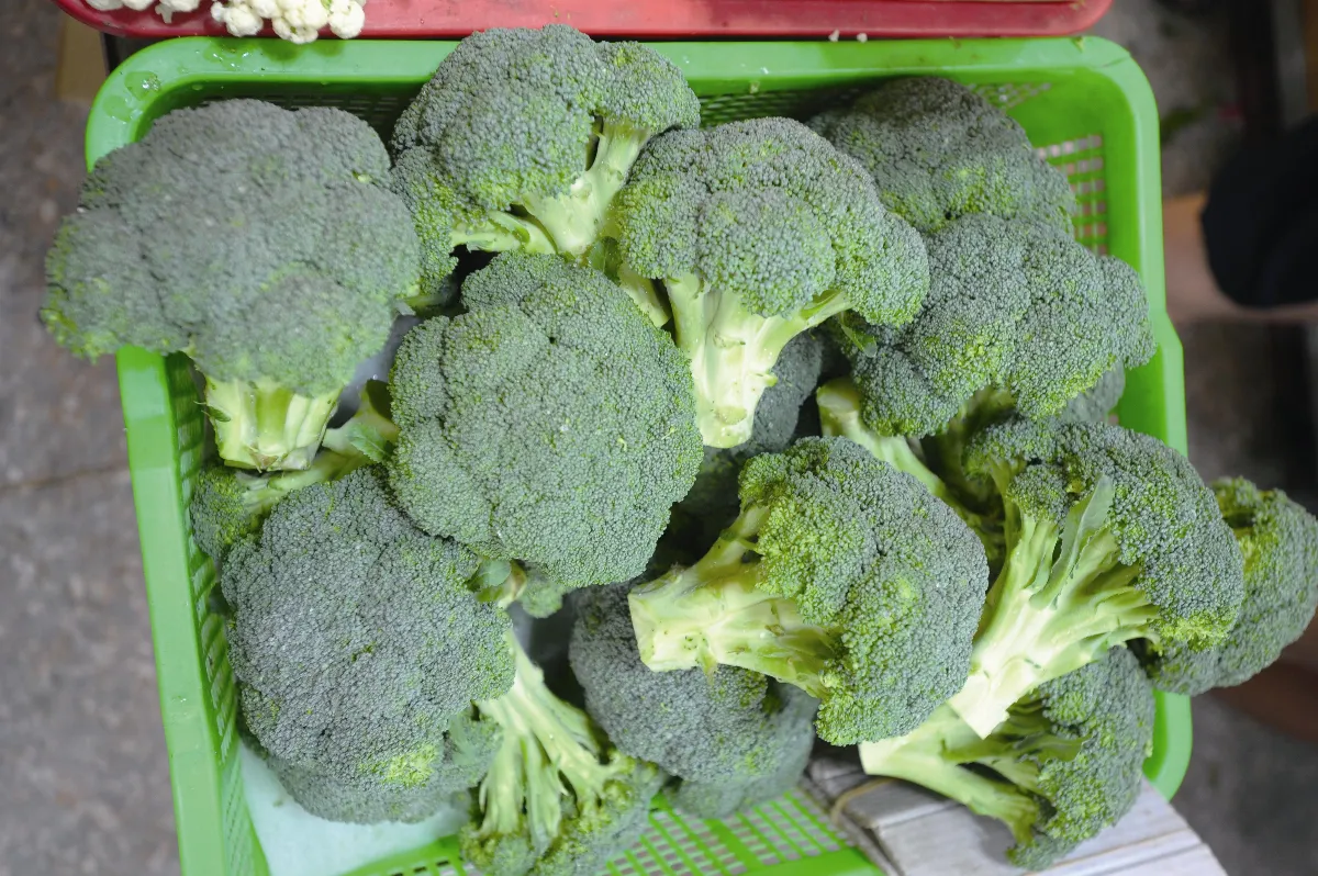 護眼專欄 3C族護眼最佳拍檔：葉黃素+蝦紅素