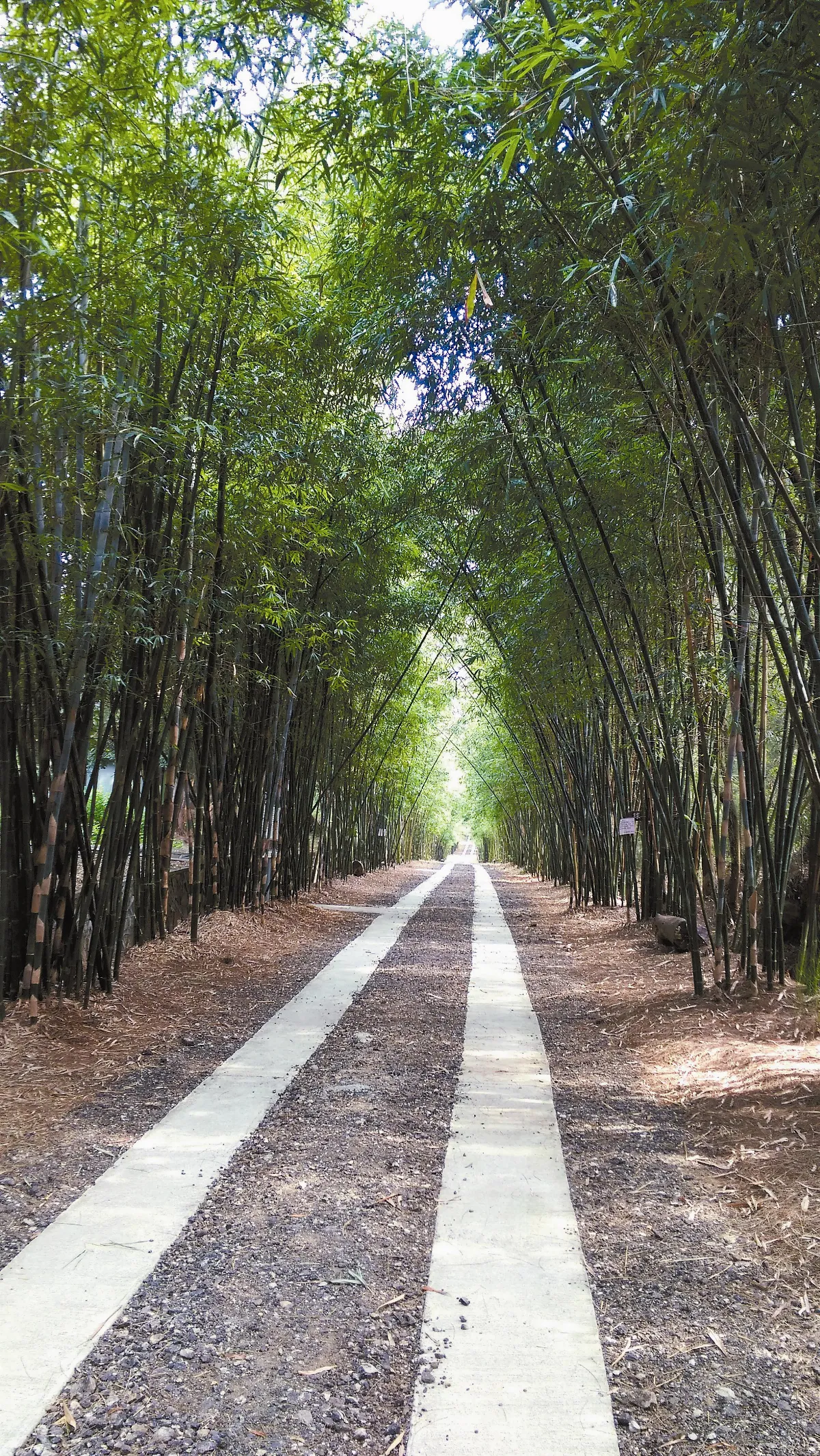 生活快門 綠動竹廊步道之美