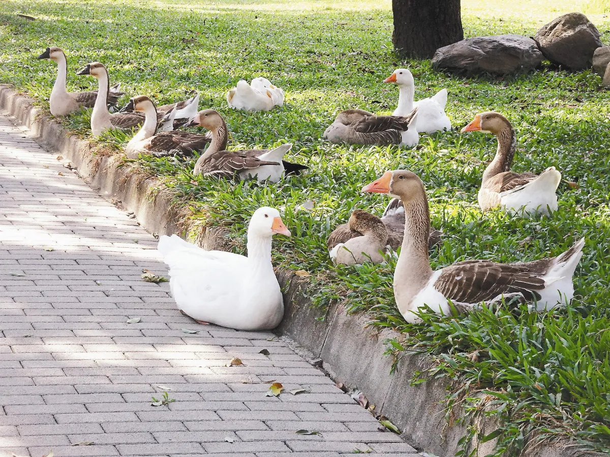 音樂響起… 伯大尼土鵝伸脖聆聽