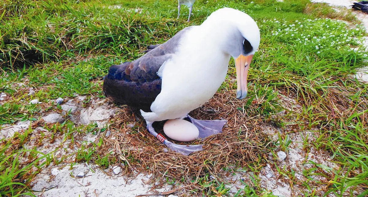 全球最老海鳥 66歲再當媽