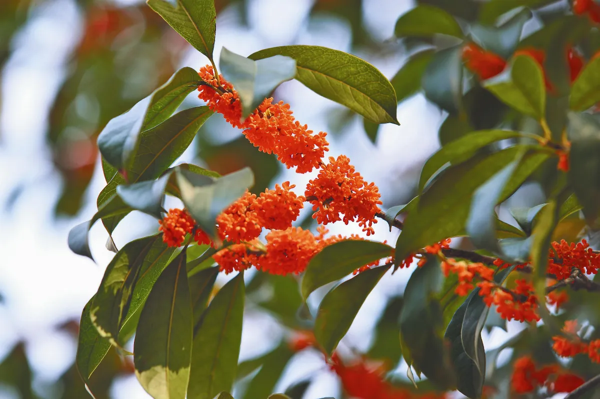 遊藝筆記 桂花人與花心各自香 (下)