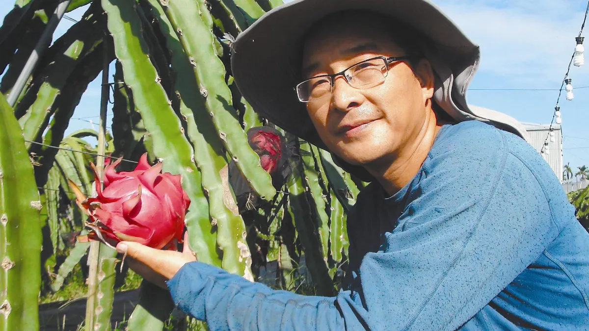 公退種紅龍果  李漢卿用愛守護