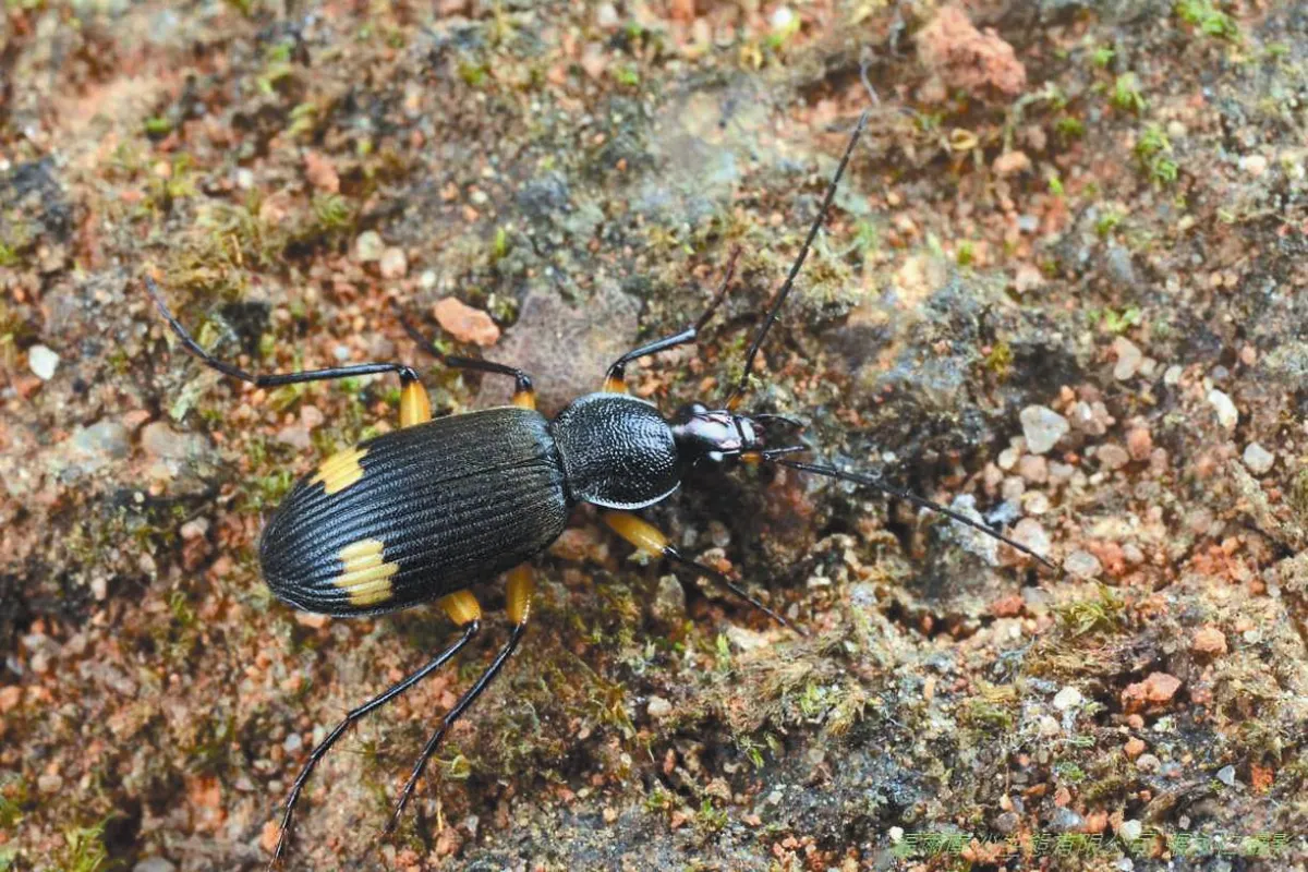 0.79平方公里 312種昆蟲  大膽島8昆蟲 全國新紀錄