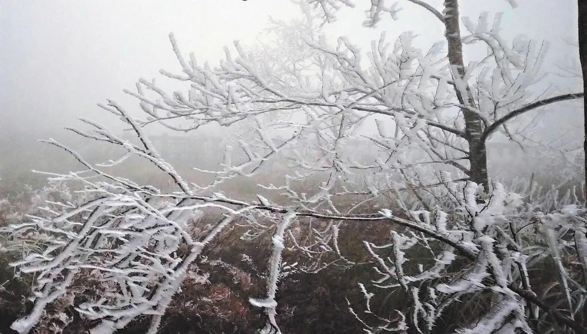 首波冷氣團發威 只見仙境不見雪