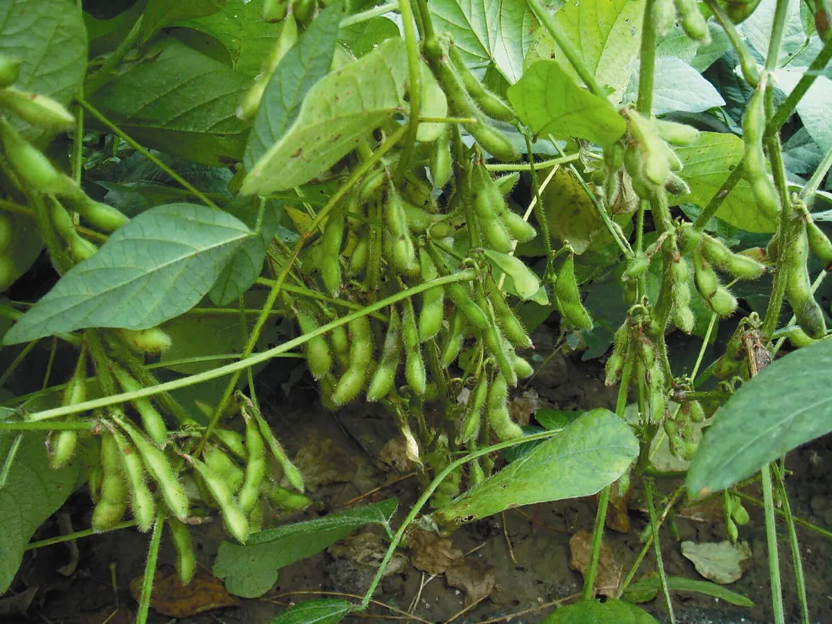 【國產雜糧】 永不退休的黑豆達人