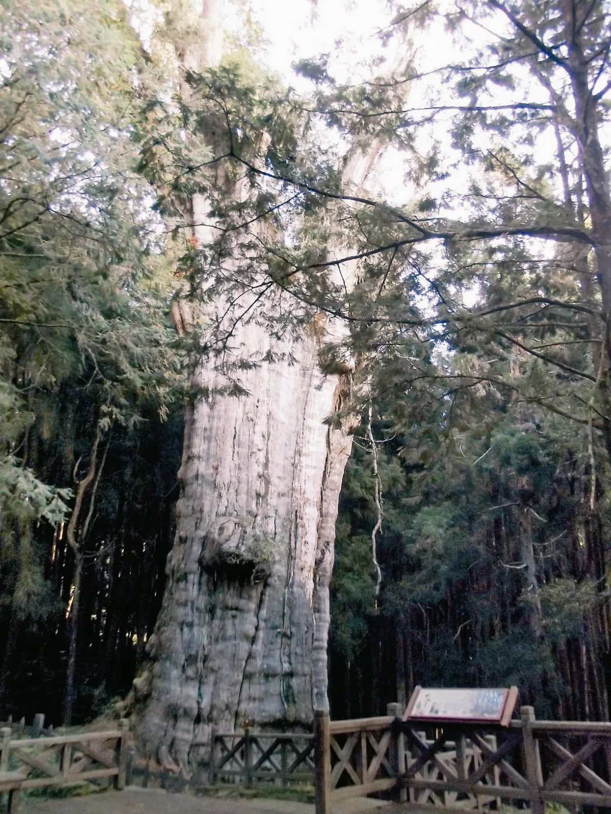 紅檜神木逆齡 2700歲降為600歲