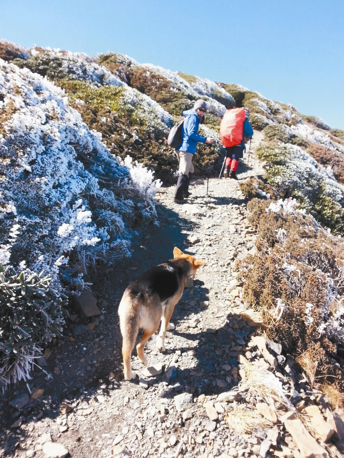 攻頂3886公尺 台灣傳奇狗 流浪到雪山