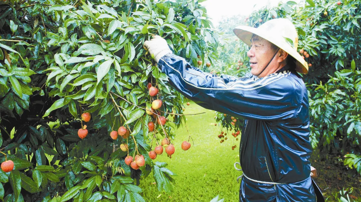 境外澳洲種荔枝 全年吃得到