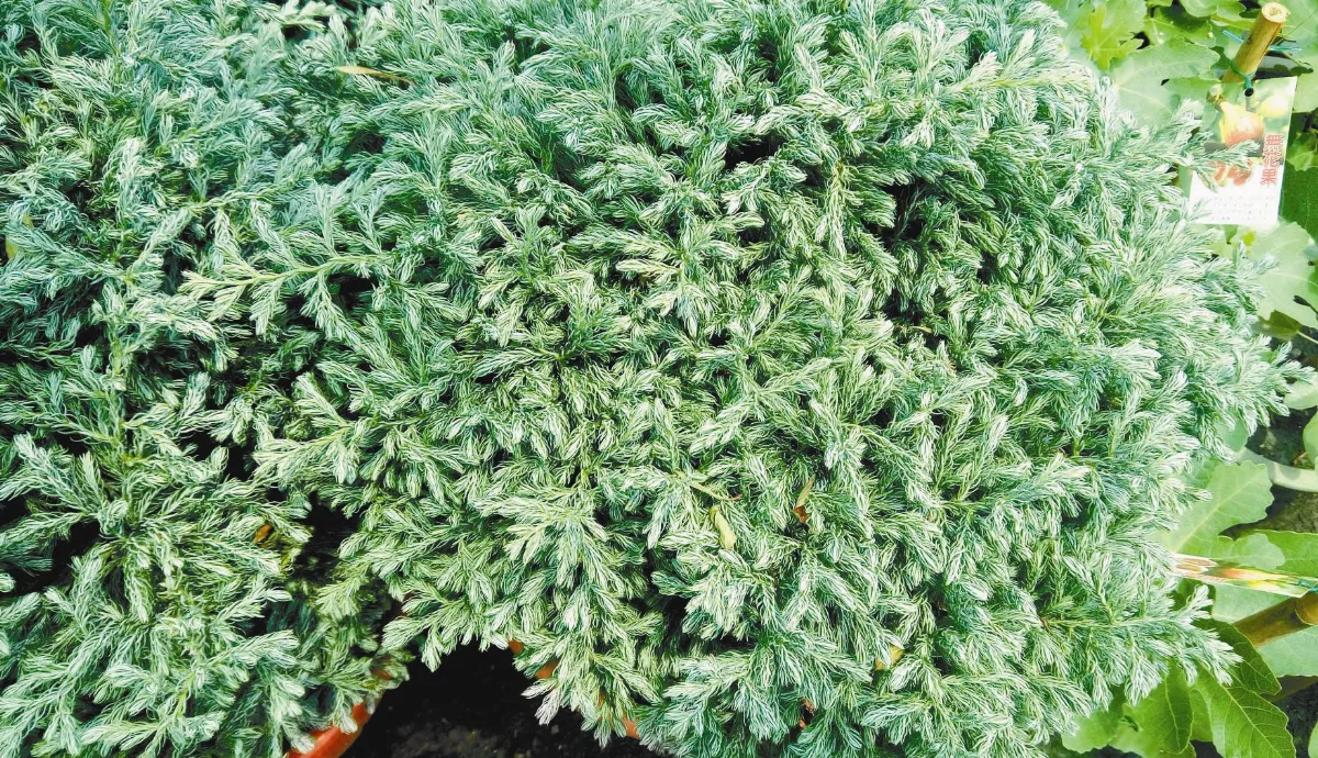 植物教室  粉藍色的優雅姿態 藍柏