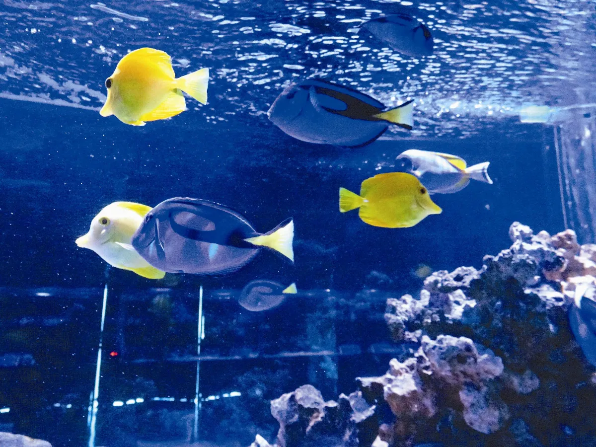 屏農科水族展示廳 明年起收費