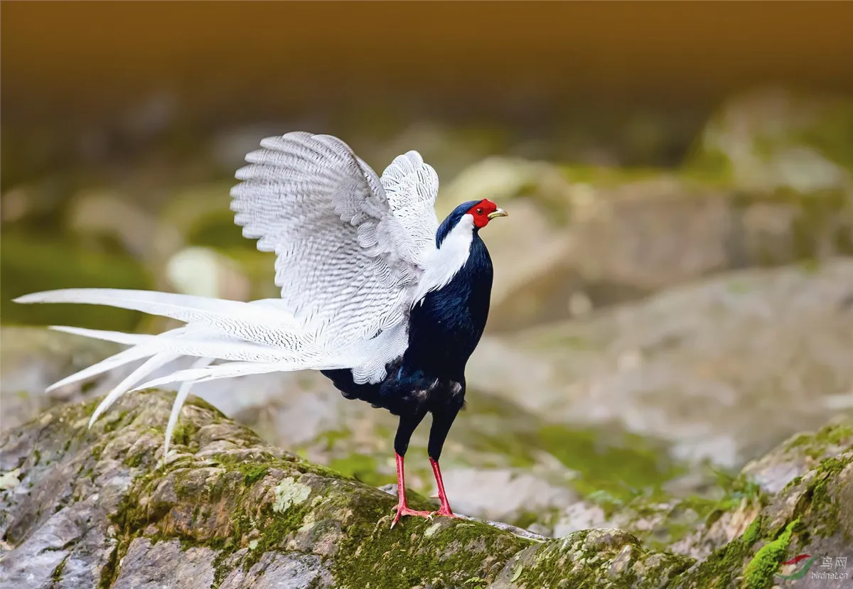雞族爭鳴  顧盼生姿