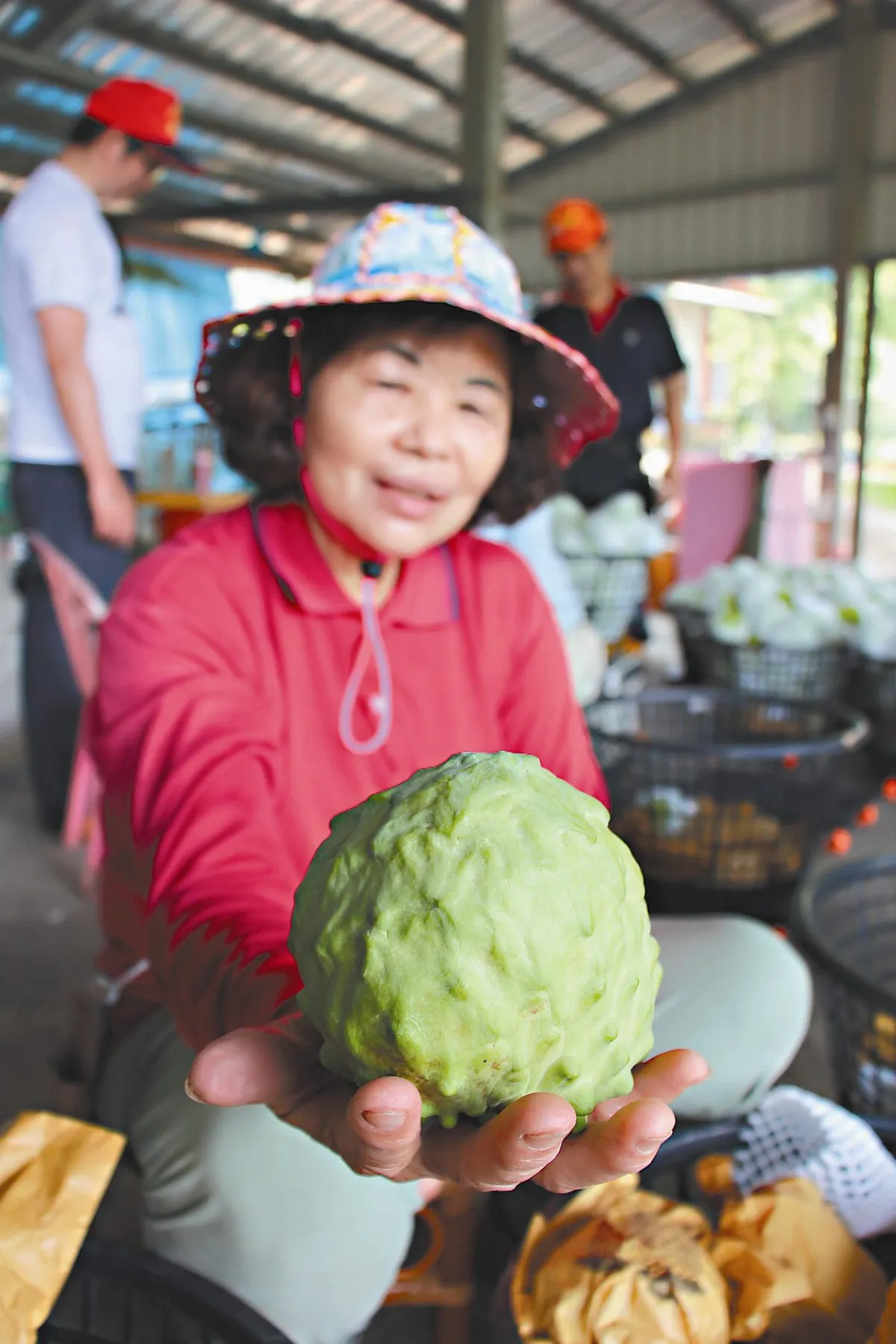 水稻、釋迦農保 今年試辦