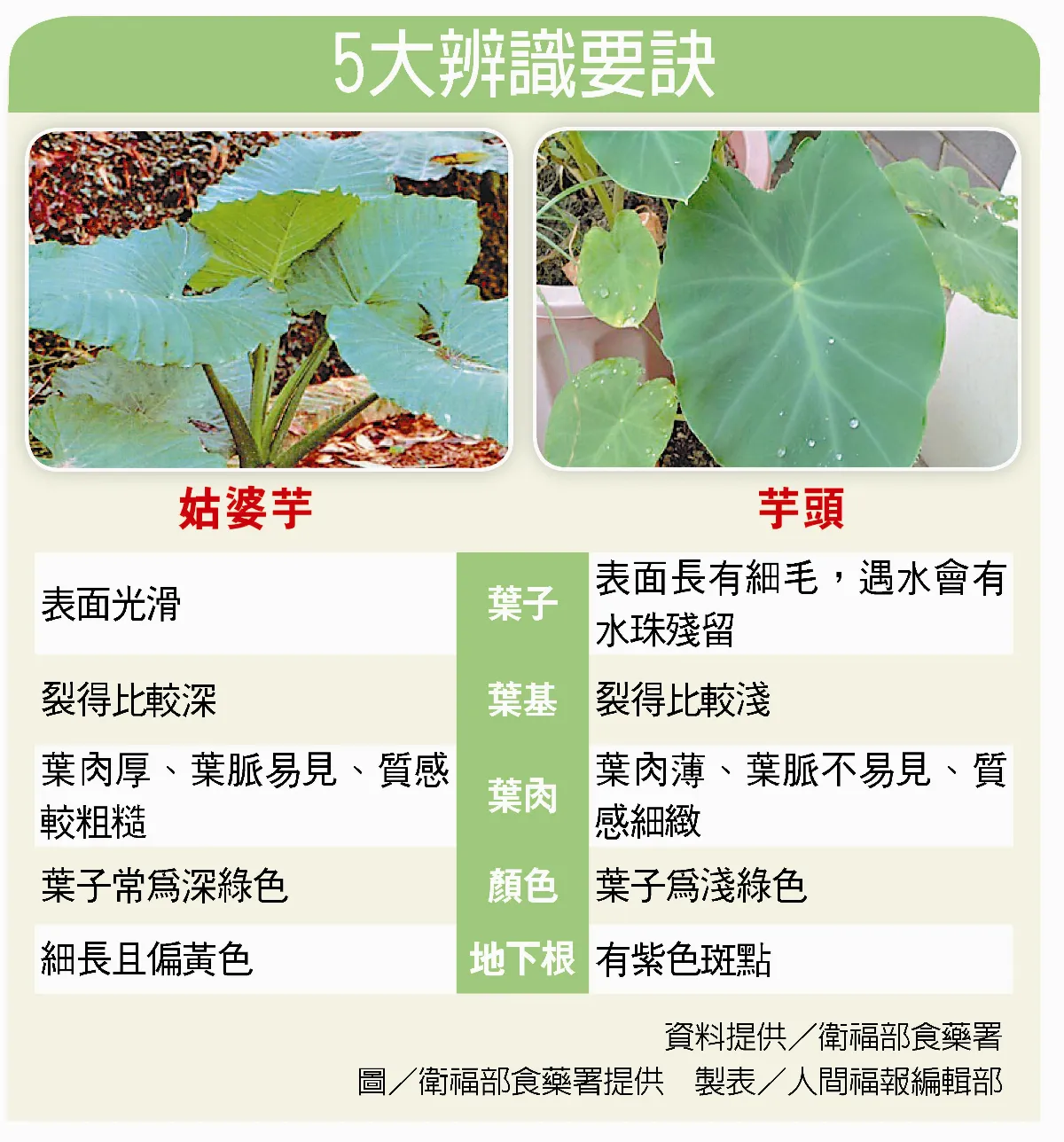 姑婆芋當早餐 徐國勇食物中毒