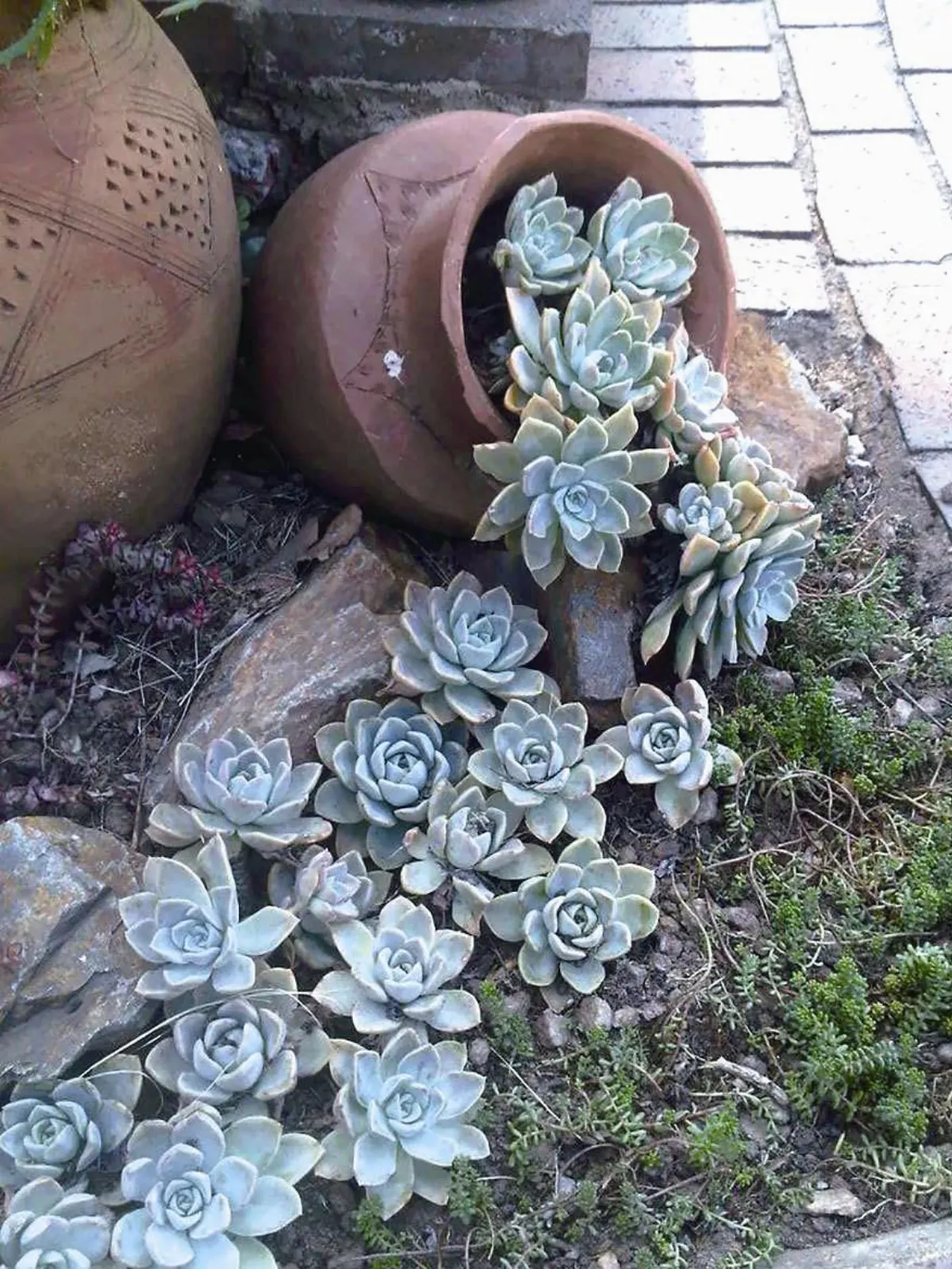 坐困花城