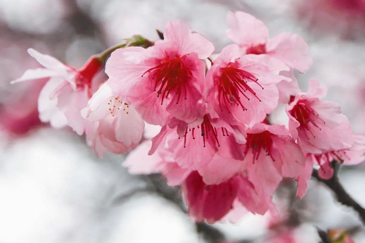 【夜懸明鏡青天上】當我遇見你──新春隨筆