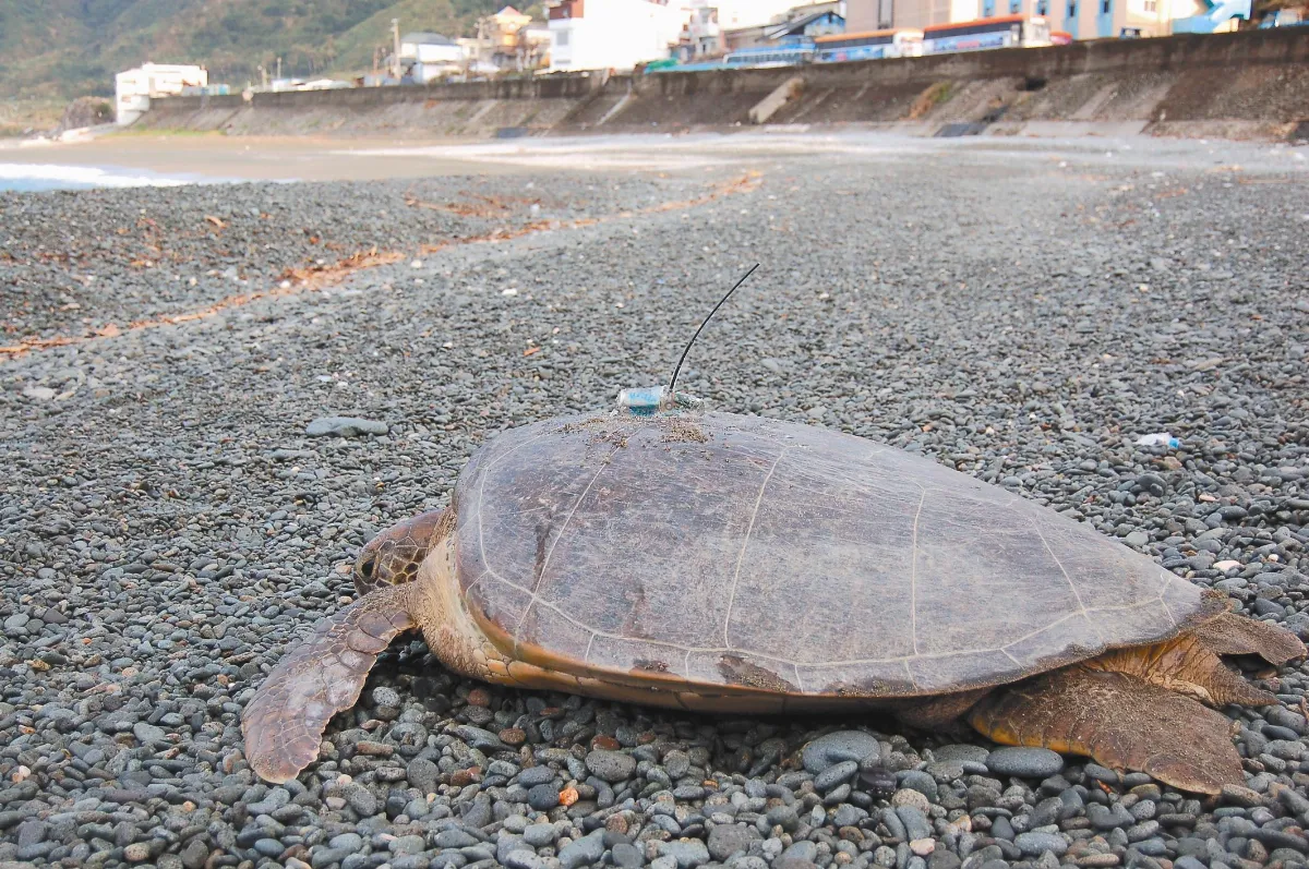 南迴海岸流失 綠蠵龜 20年沒上岸了