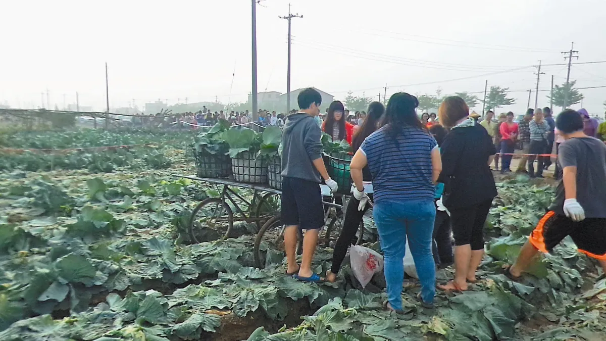 高麗菜慘跌 1顆10元搶翻天