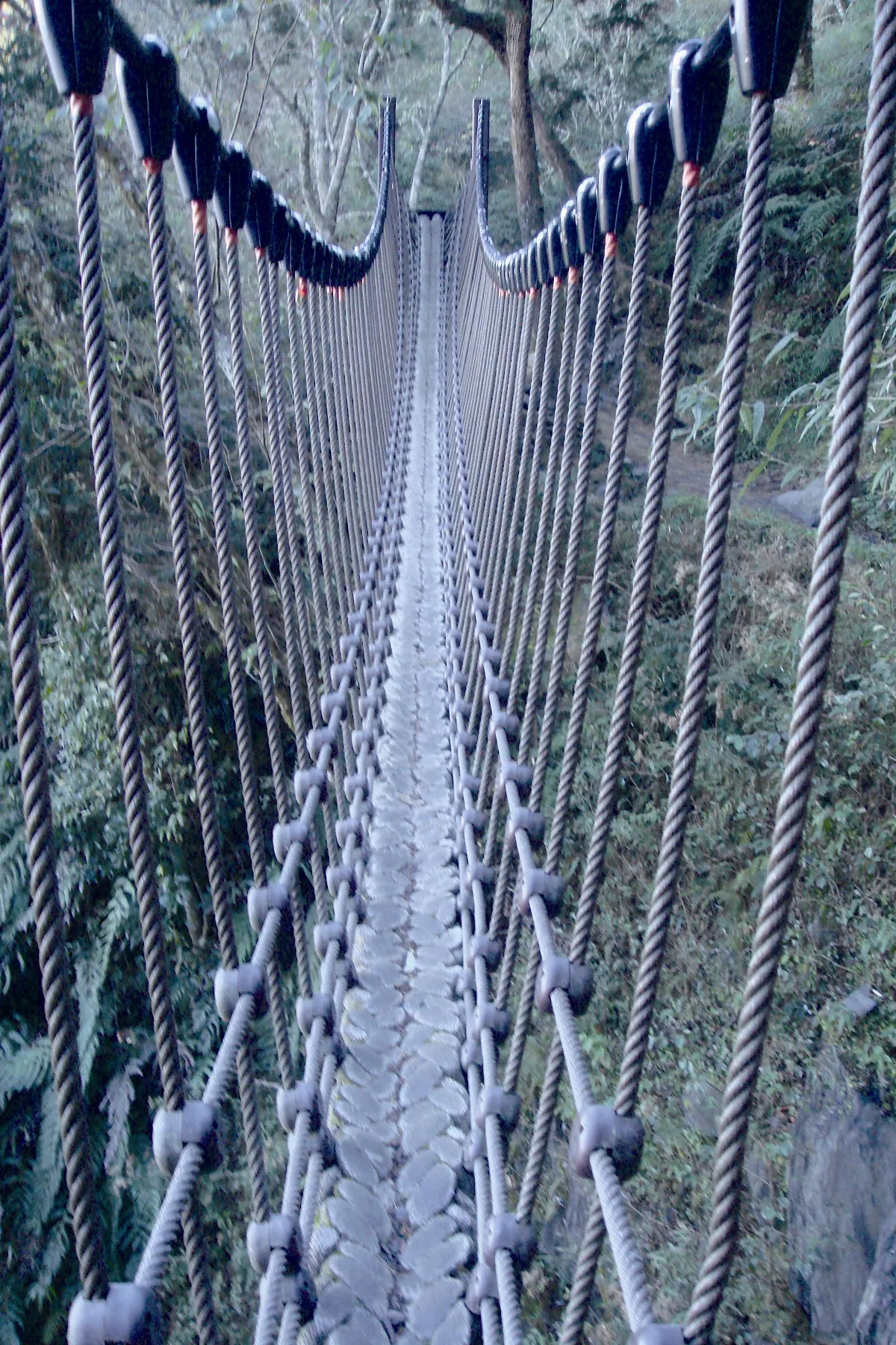 海闊天空 觀霧森之旅