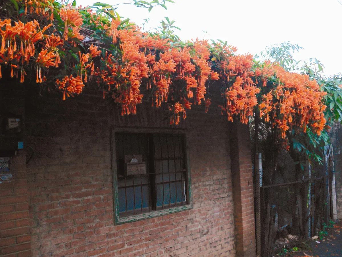 植物聯合國 —炮仗紅