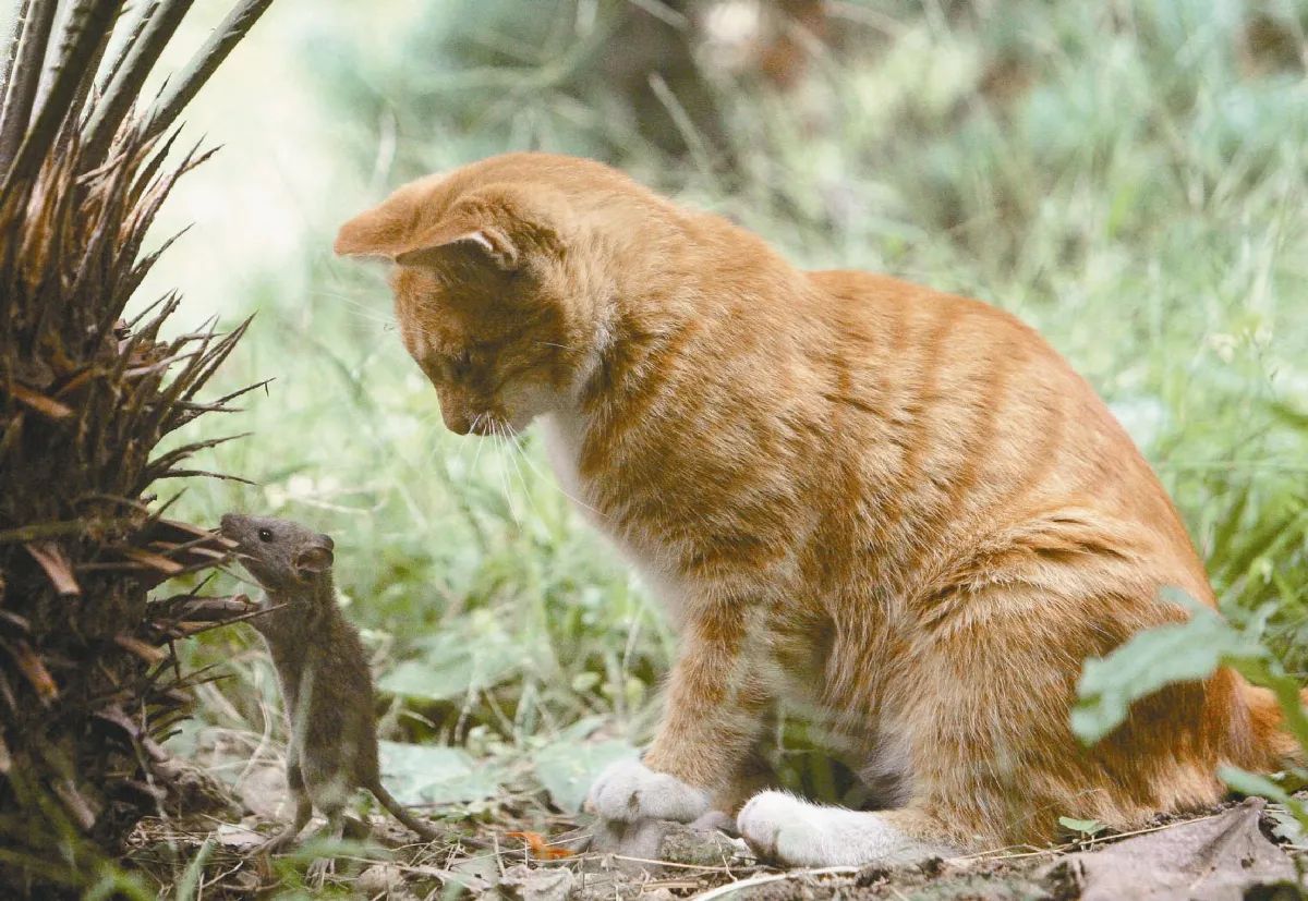 佛法真義 四法界