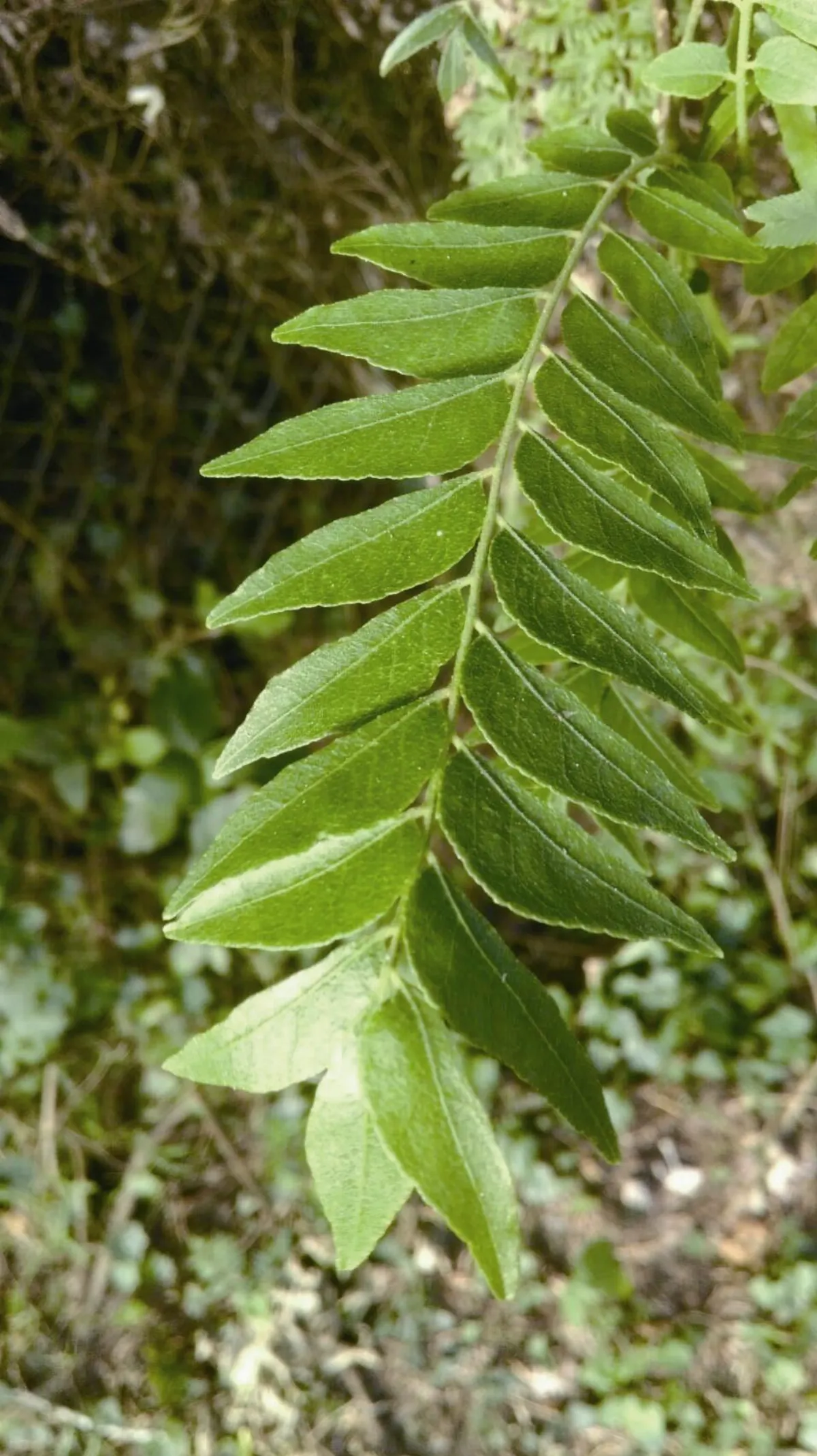 墾丁好好玩 一探究竟 社頂自然公園