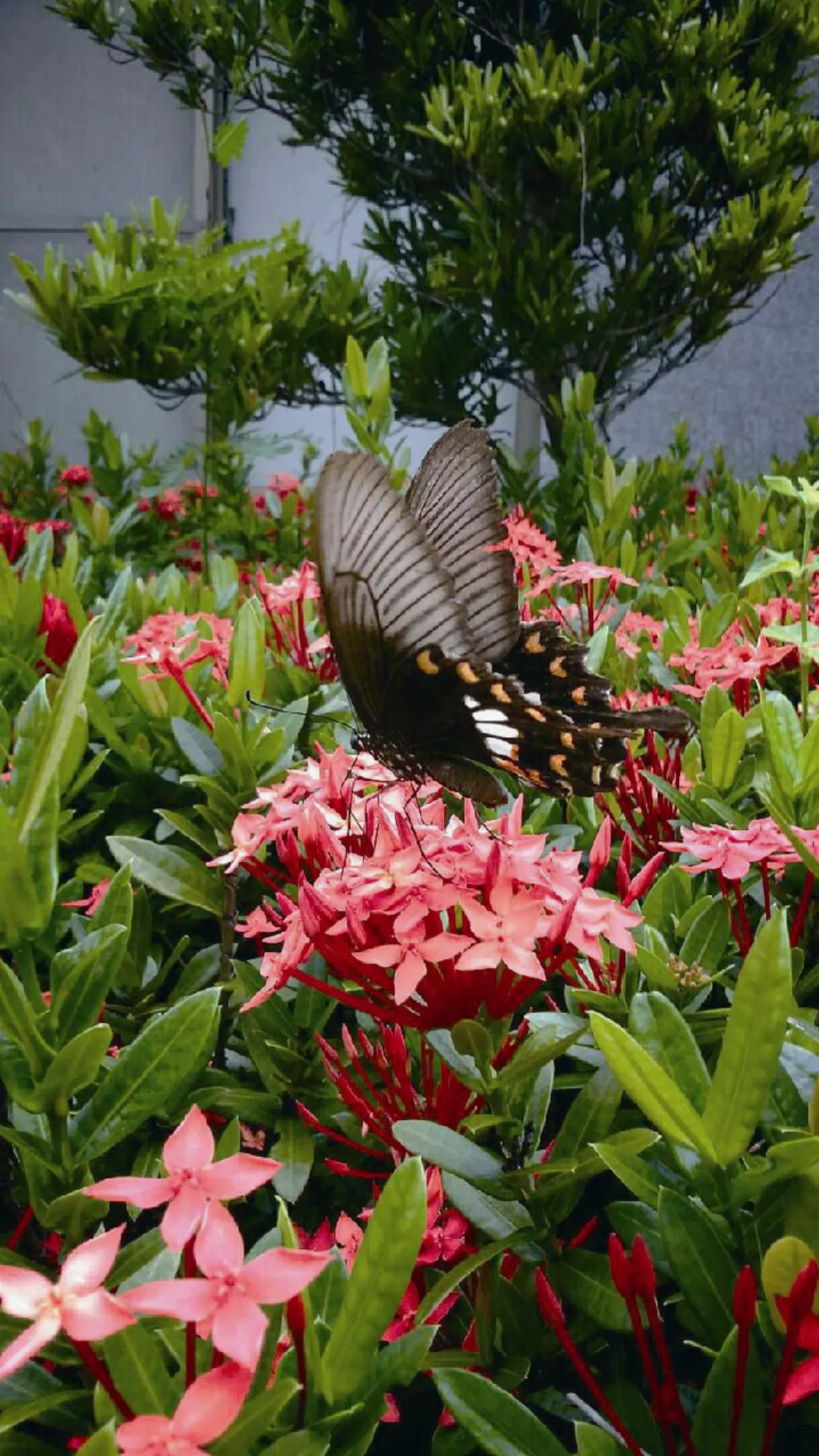 墾丁好好玩 一探究竟 社頂自然公園