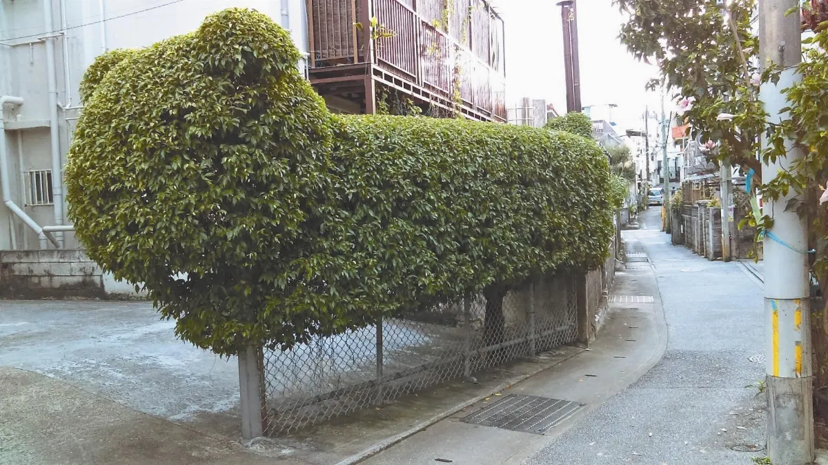 旅行風景 充滿綠意的招福獅