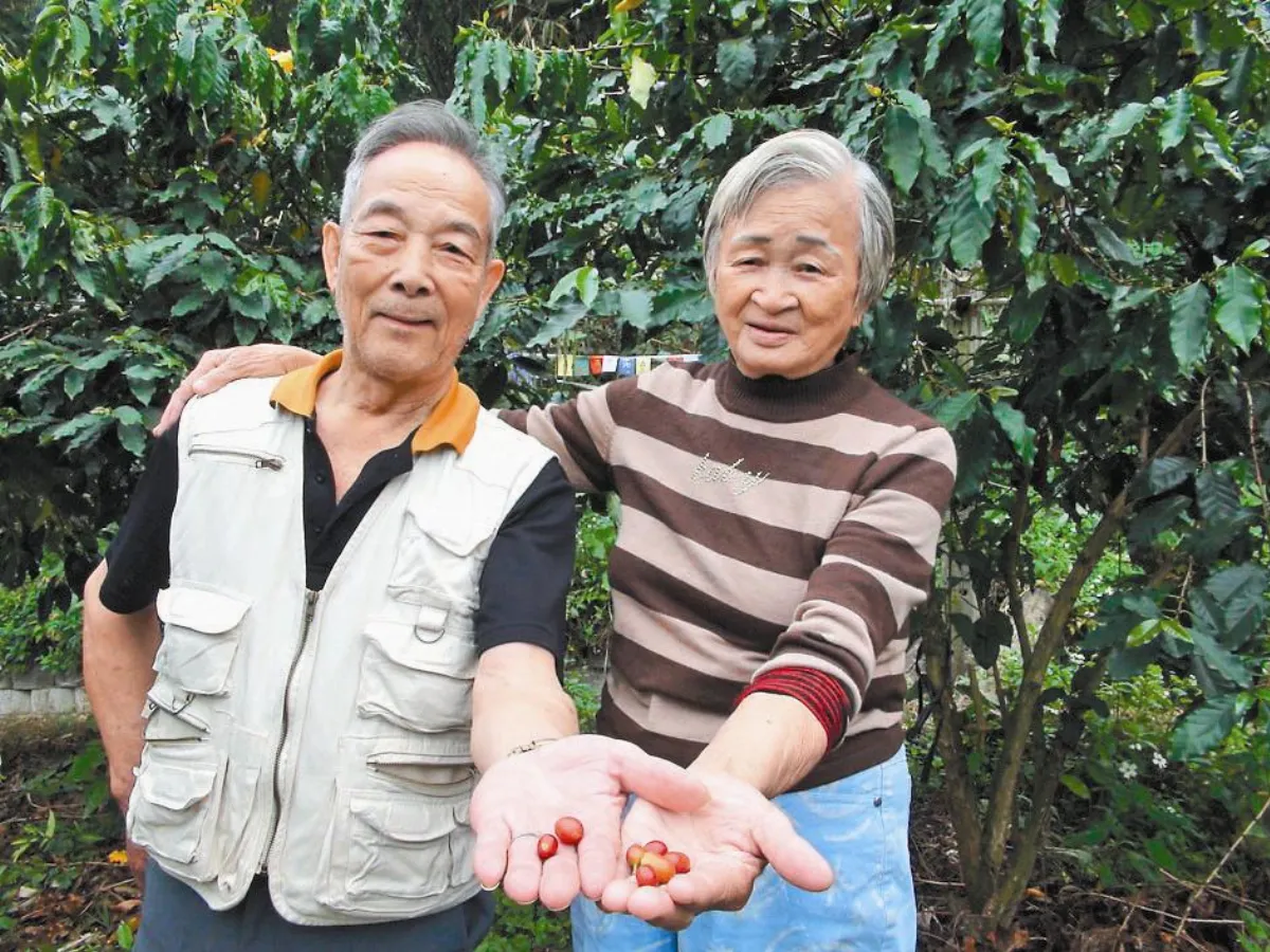 種700棵咖啡樹 只為1杯愛妻咖啡
