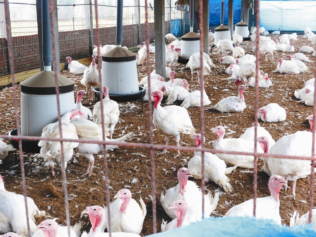 西部淪陷 火雞確診H5N6
