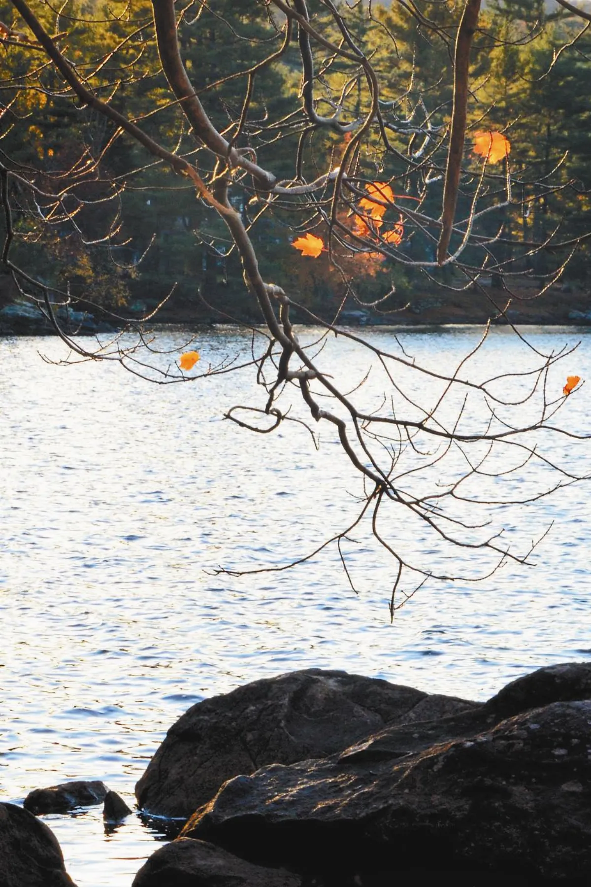 花開禪心 認清無我