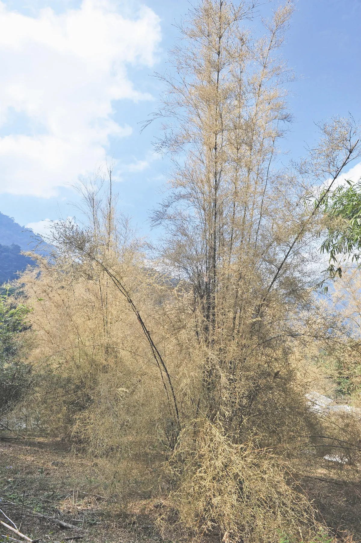 竹樹開花 是福是災？ 高雄暹邏竹 半世紀首開花