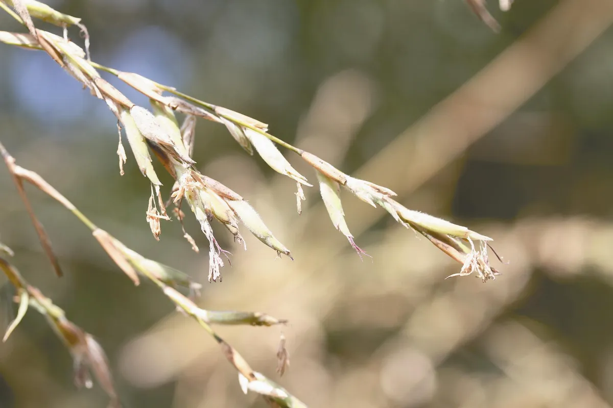 竹樹開花 是福是災？ 高雄暹邏竹 半世紀首開花