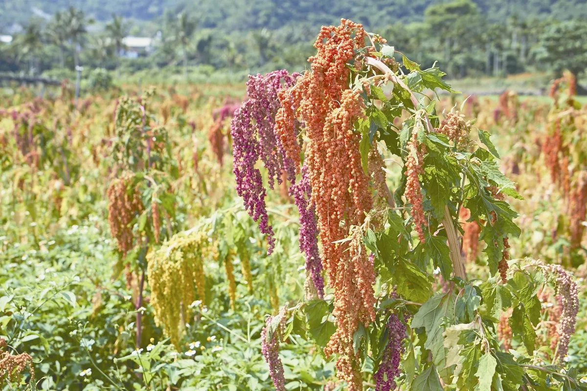 北醫大研究：台灣紅藜可防癌