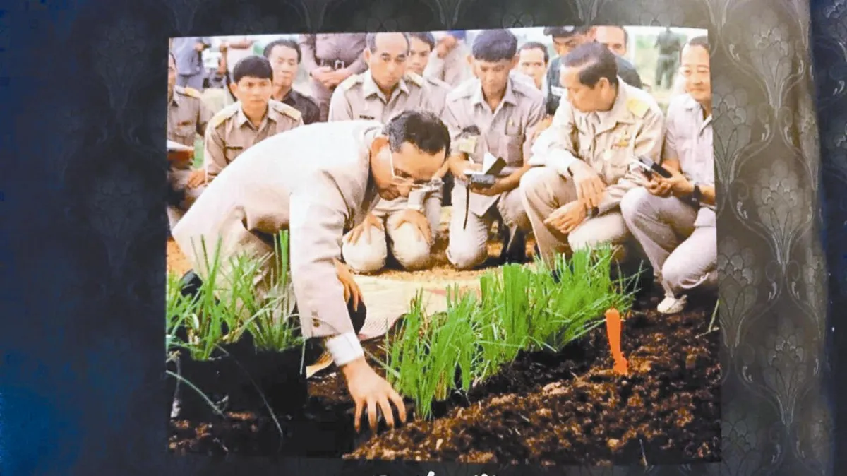泰有趣故事 蒲美蓬不住大皇宮  新王宮種稻米