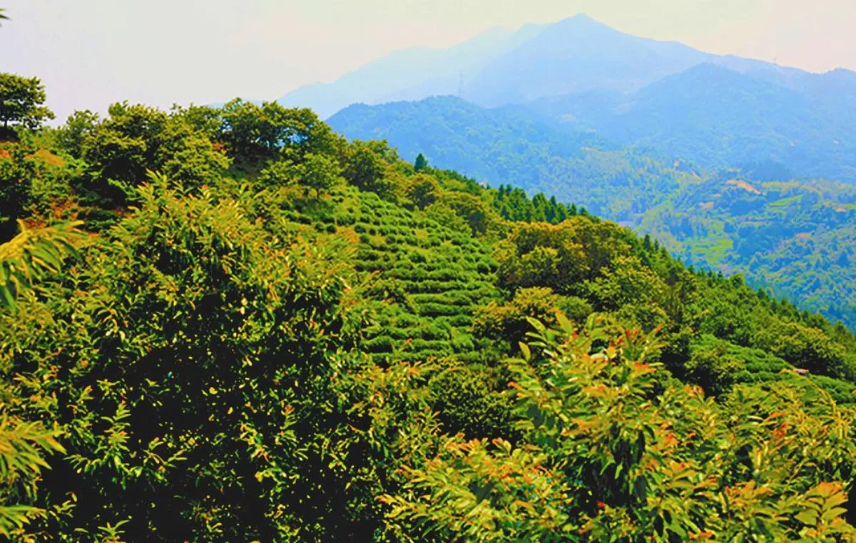 【生活滋味】弦月綠茶