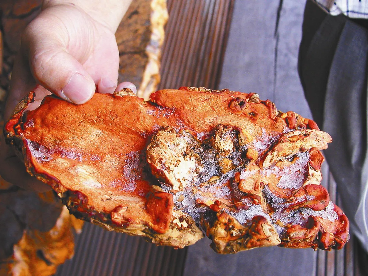 未核備上市 4萬瓶牛樟芝下架